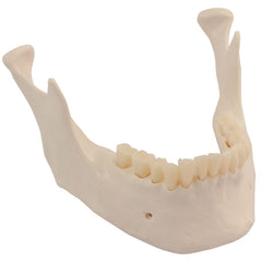 Fabrication Enterprises Replacement Lower Jaw with Teeth 3B Scientific®