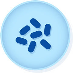 Microbiologics Inc Quality Control Organism Lyfo Disk™ Haemophilus Influenzae, ATCC® 35056™ Chocolate Agar