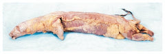 Fisher Scientific Formalin Mink Specimen Carolina™ 15 Inch, Double Injection Type (Red latex in arterial system, blue latex in systemic veins) , Formalin Preservative