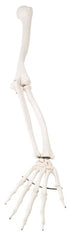Fabrication Enterprises Loose Bone Right Arm Skeleton Model 3B® 1 lbs. Unbreakable Plastic