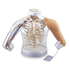 Nasco Upper Arm Muscles Model Nasco