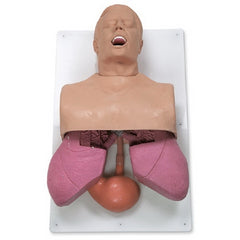 Nasco Airway Management Trainer Simulaids® Adult