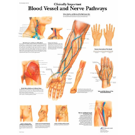 Nasco Blood Vessels and Nerve Pathways Laminated 3B Scientific