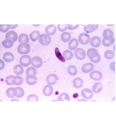 Bio-Rad Laboratories Assayed Control Liquichek™ Hematology X Tri-Level 12 X 4.5 mL - M-920470-1703 - Box of 1