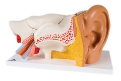 Fabrication Enterprises Classic Deluxe 6 Part Ear Model 3B® 4 lbs.