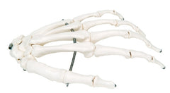 Fabrication Enterprises Loose Bone Left Hand Skeleton Model 3B® 1 lbs. Unbreakable Plastic