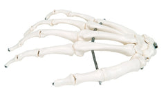 Fabrication Enterprises Loose Bone Right Hand Skeleton Model 3B® 1 lbs. Unbreakable Plastic