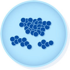 Microbiologics Inc Quality Control Organism Lyfo Disk™ Streptococcus Agalactiae, ATCC® 27956™ Non-selective Sheep Blood Agar