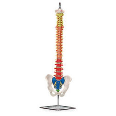 Nasco Flexible Vertebrae Model PVC