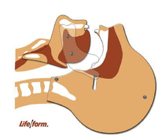 Nasco Airway Simulation Board Life/Form®