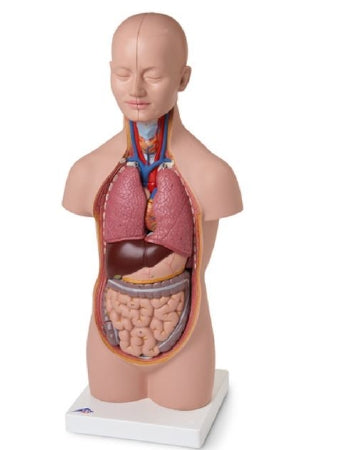 Nasco Mini-Torso American 3B Scientific™