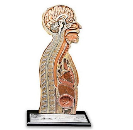 Nasco Nasogastric Tube Feeding Model