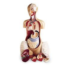 Nasco Anatomical Model KnowBody™ Basic Teaching Torso Life Size 61 lbs.