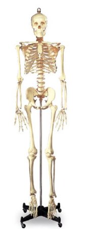 Nasco Full-Size Skeleton Wolters Kluwer 5 foot 6 Inch 46 lbs.