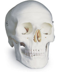 Nasco Classi Skull American 3B Scientific®