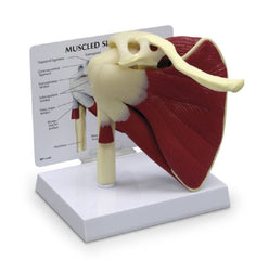 Nasco Muscled Shoulder Model Galloway Plastics®