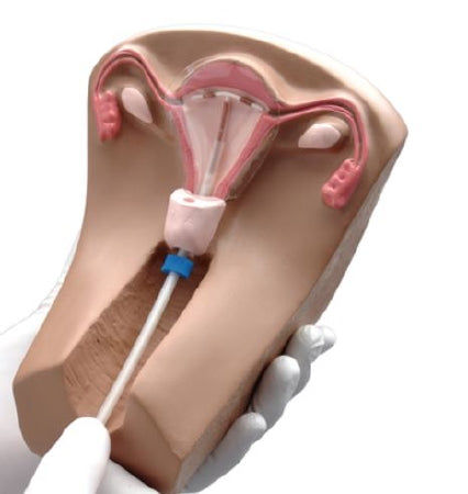 Nasco Female Pelvic Organs Model Gaumard®