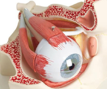 Nasco Eye in Orbit 7-Part American 3B Scientific®