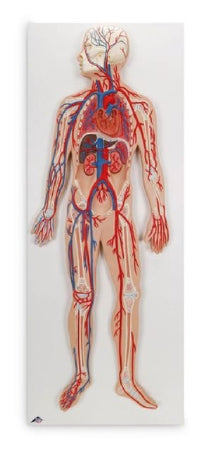 Nasco Circulatory system American 3B Scientific®