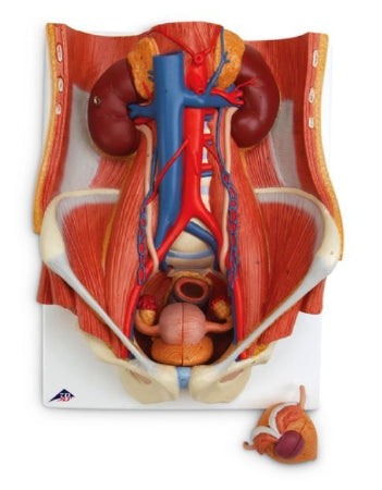 Nasco Dual Sex Urinary System American 3B Scientific®