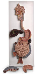 Nasco Digestive System 3-D Model American 3B Scientific®