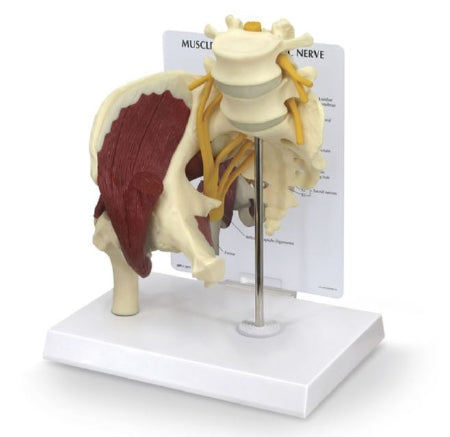 Nasco Muscled Hip with Sciatic Nerve Model Galloway Plastics