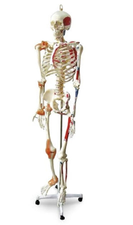 Nasco Full Size Skeleton Plastic