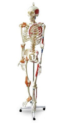 Nasco Full Size Skeleton Plastic