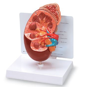 Nasco Kidney Model Nasco