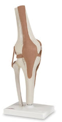 Nasco Functional Knee Joint Model American 3B Scientific™