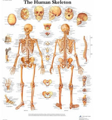 Nasco The Human Skeleton 3B Scientific® Glossy Paper