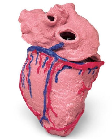 Nasco Human Heart Model Life/Form®