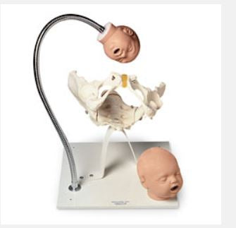 Simulaids Pelvic Bone w/Fetal Heads