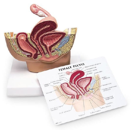 Nasco Female Pelvis Model Nasco Female