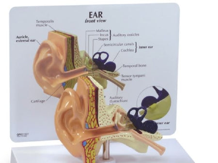 Nasco Human Ear Model Nasco Male