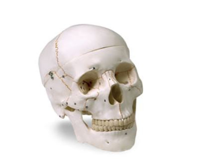 Nasco Human Skull