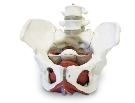 Nasco Female Pelvic Skeleton with Organs Walter Products®