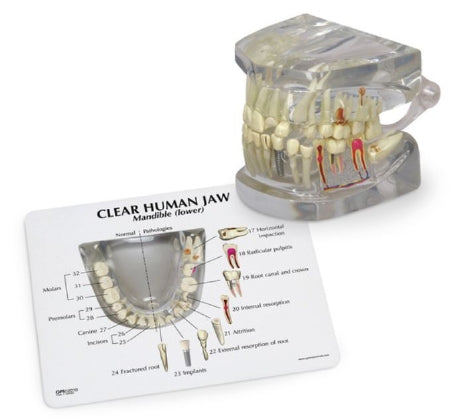 Nasco Clear Human Jaw with Teeth Galloway Plastics®