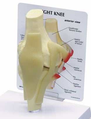 Nasco Basic Knee Model Galloway Plastics Full-Size 2 lbs.