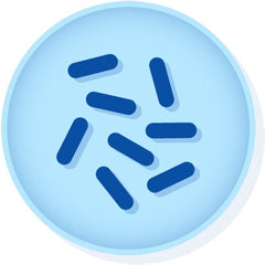 Microbiologics Inc DISK, LYFO CORYNEBACTERIUM PSEUDODIPHTHERITICUM ATCC 10701 D