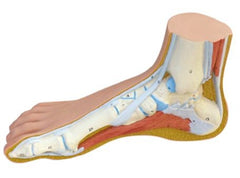 Fabrication Enterprises Anatomical Model 3B® Normal Foot 2 lbs.