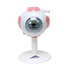 Ward's Science MODEL, EYE 3B SCIENTIFIC 6PIECE MOUNTED ON BASE