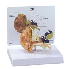 Ward's Science MODEL, EAR GPI ANATOMICALS BASIC LIFE SZ MOUNTED ON BASE