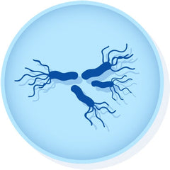 Microbiologics Inc CONTROL, SALMONELLA ATCC 14028D/S