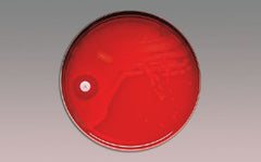 BD Differentiation Disc BBL™ Taxo™ P Optochin 5.0 µg