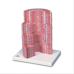 3B MICROanatomy Digestive System Model 3B MICROanatomy Digestive System Model ,1 Each - Axiom Medical Supplies