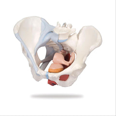 4-Part Female Pelvis Models 4-Part ,1 Each - Axiom Medical Supplies