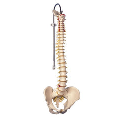 Classic Flexible Spine Model and Stand