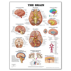 Anatomical Charts