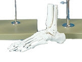 Alimed Foot Model Plastic